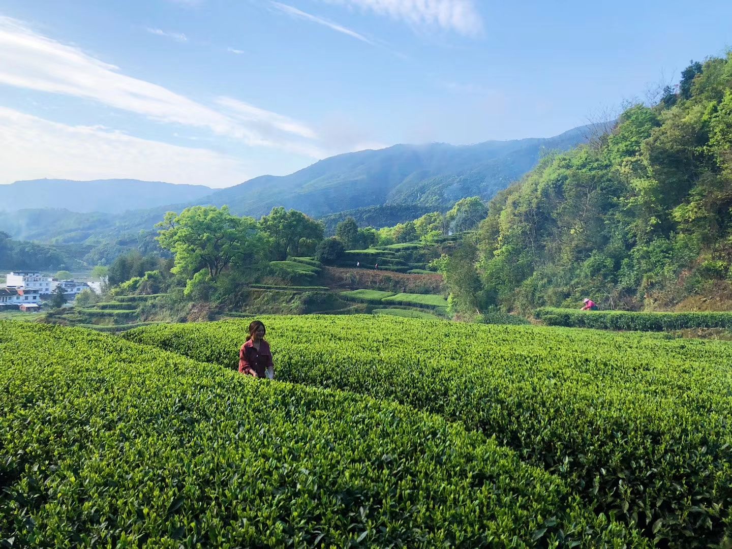 福鼎太姥山白茶