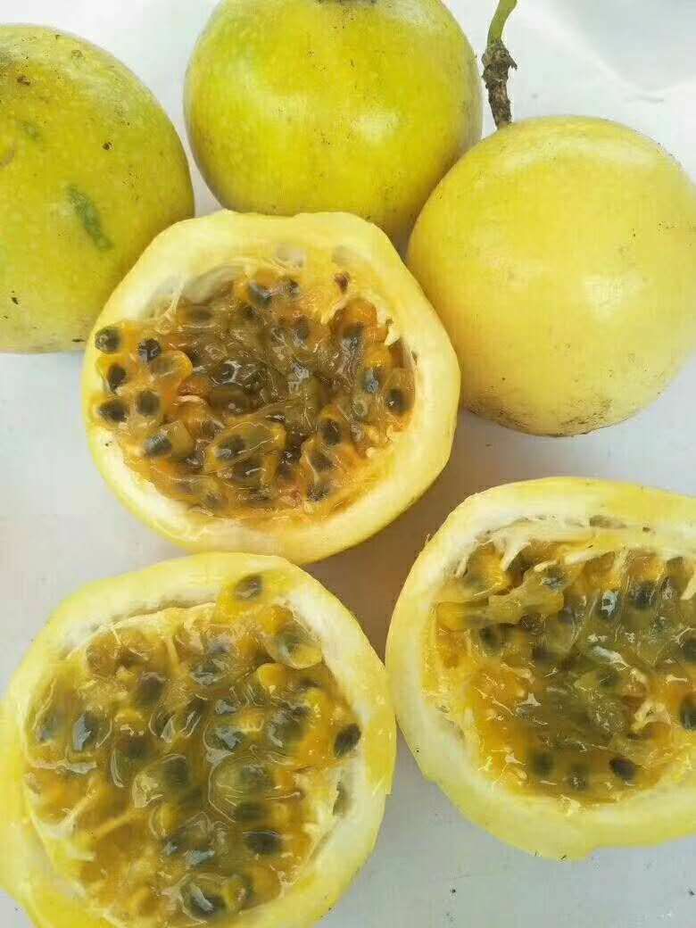 黄金芭乐味百香果
