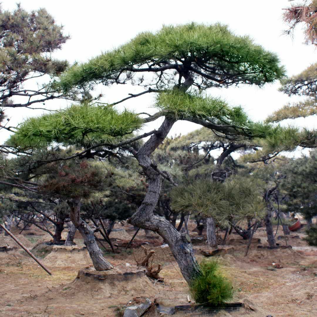 山东造型松基地直供造型黑松 油松各种绿化工程用造型松