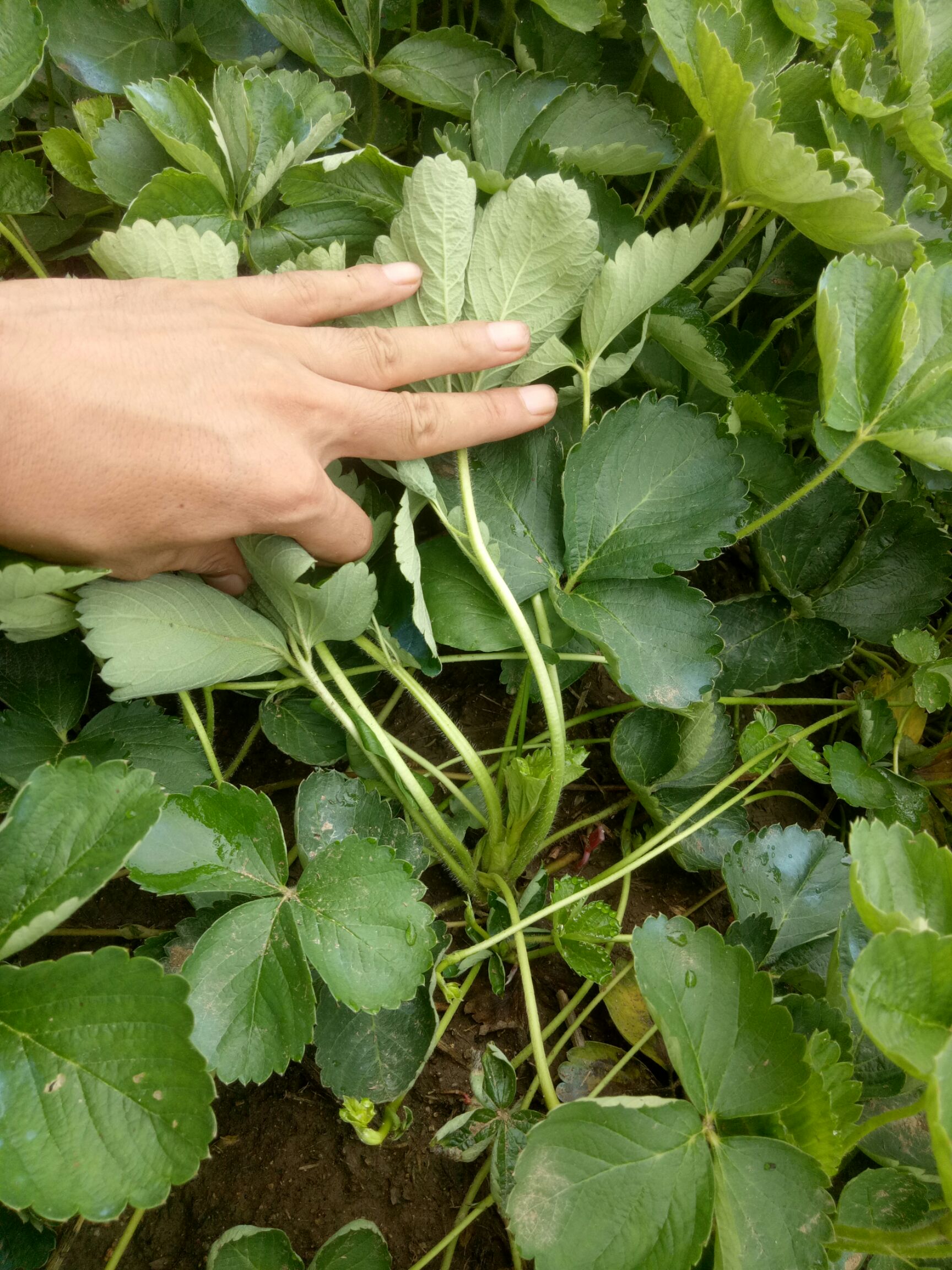 品种草莓苗,章姬,红颜,妙七,甜查理,法兰地,圣诞红