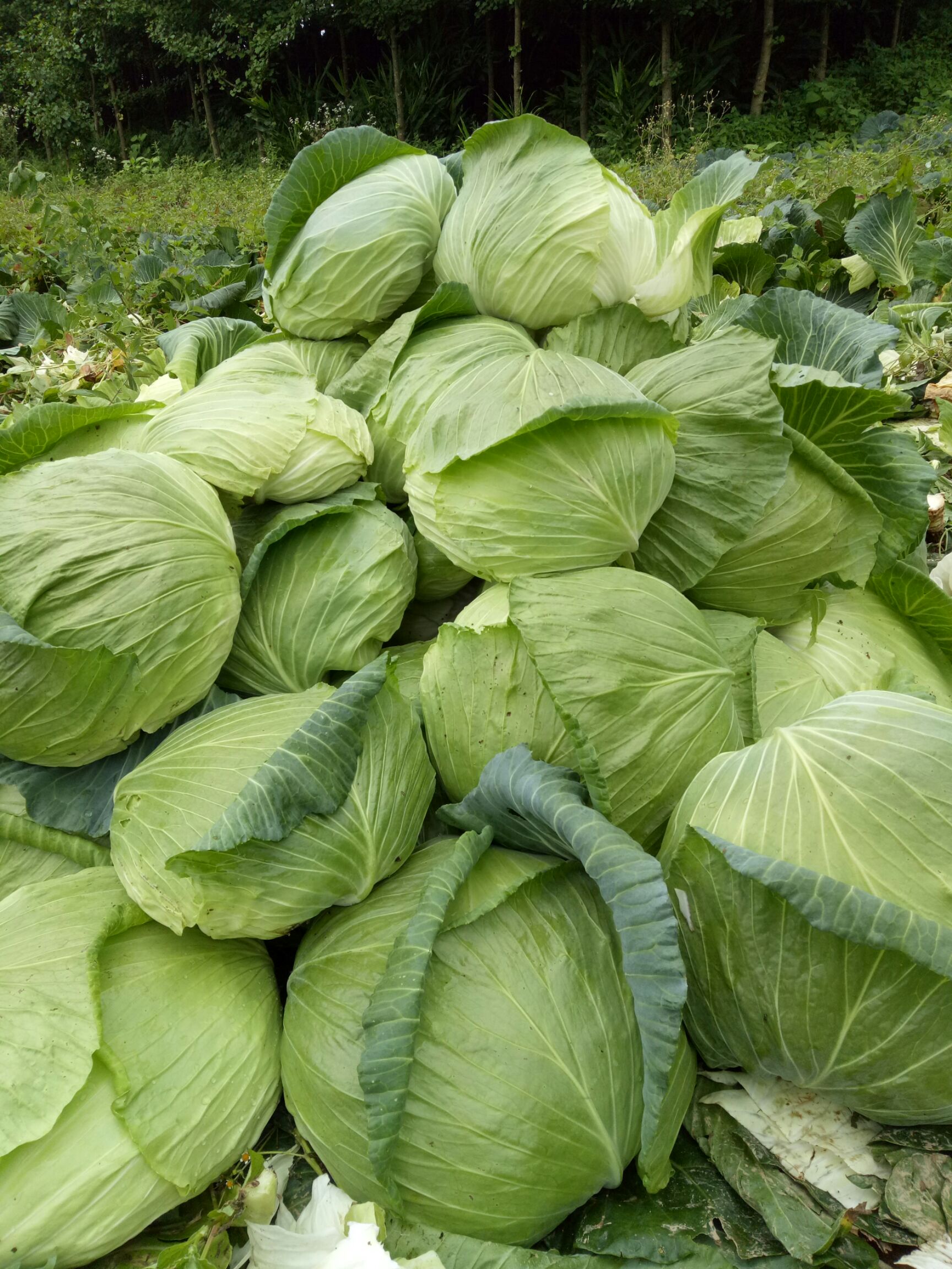 莲花白包菜海拔1500米种植人工除草雨露均沾