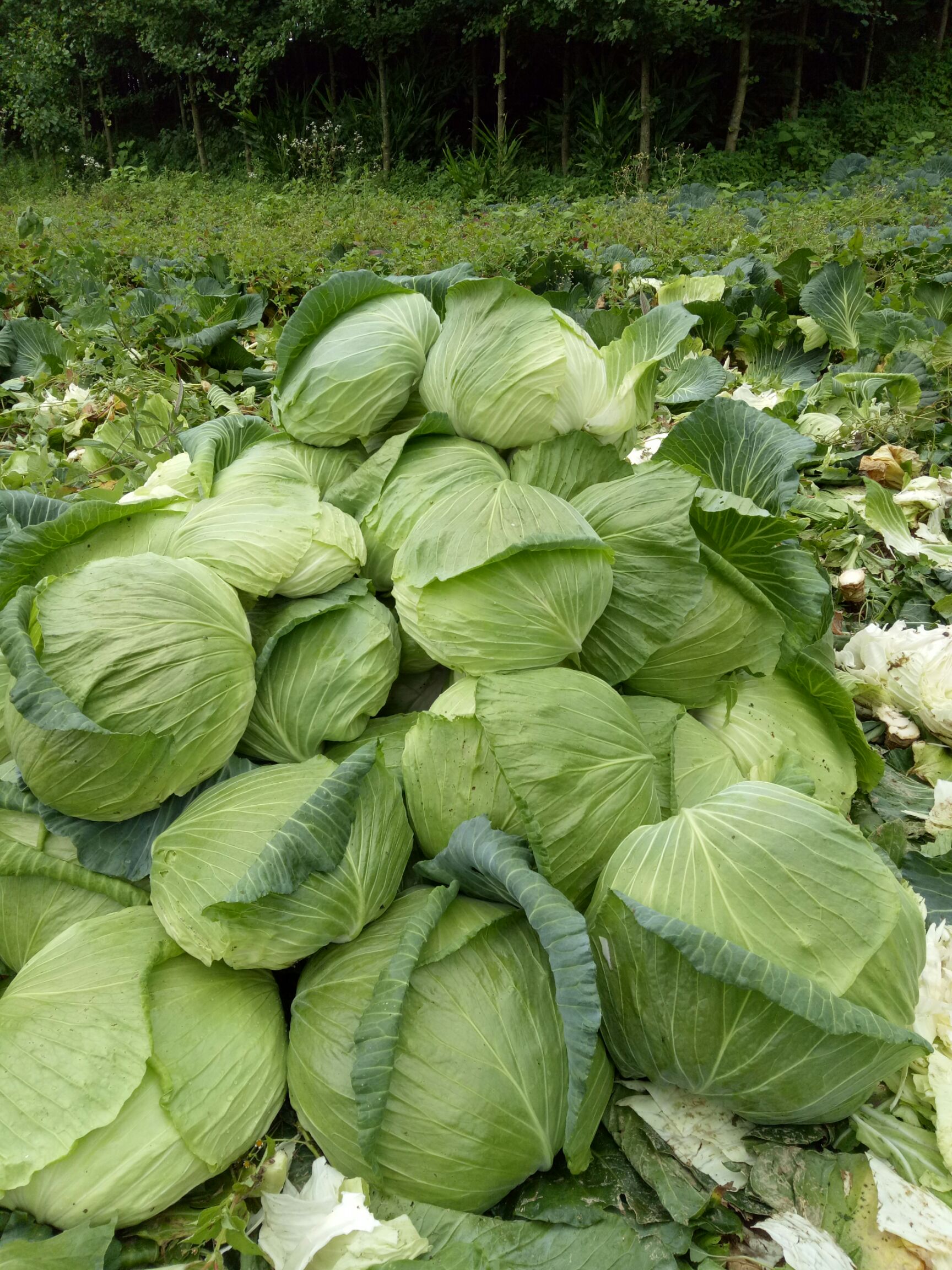 莲花白包菜海拔1500米种植人工除草雨露均沾