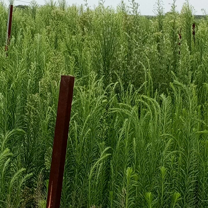 小蓬草 小飞篷野生