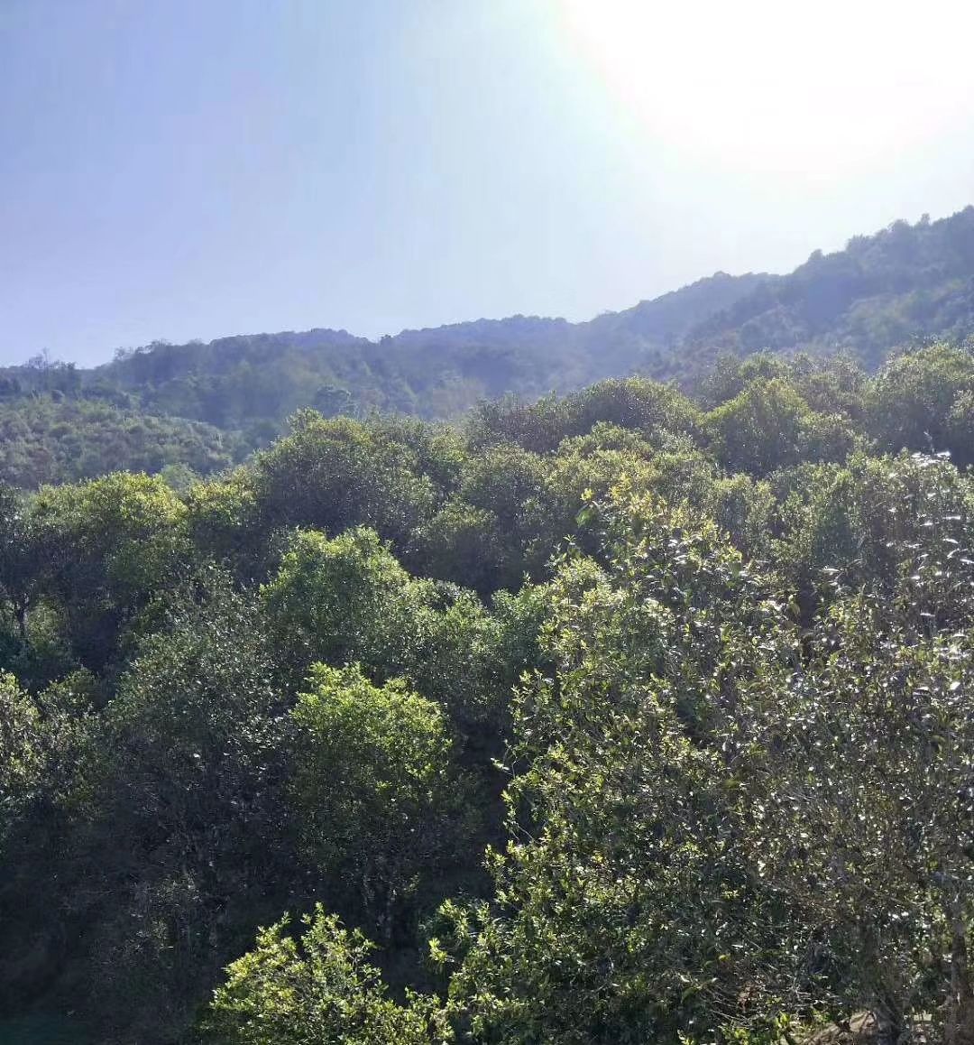 邦东古树茶 曼岗古树春茶