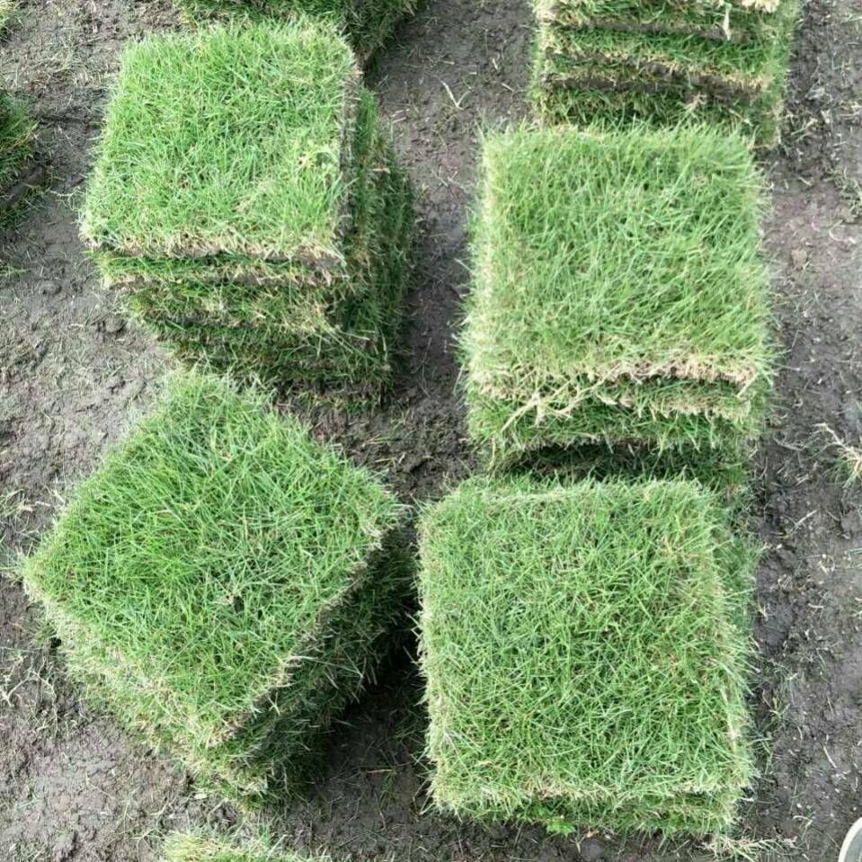 品种名:马尼拉草皮 类型:草皮