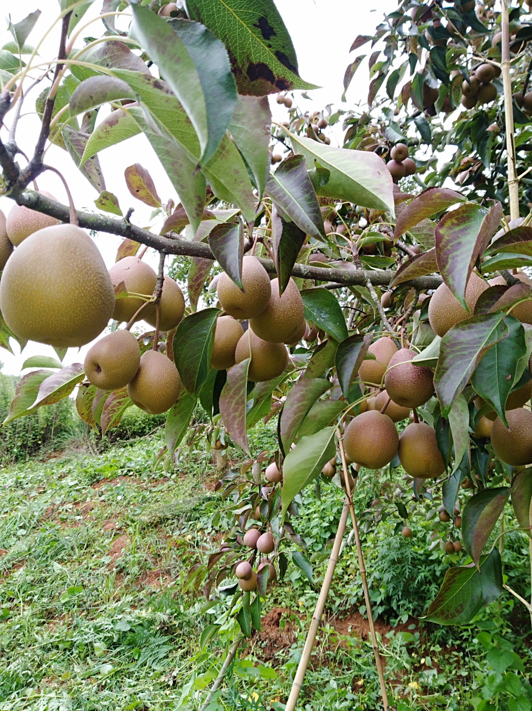 云南开远西山纯天然无公害葫芦梨