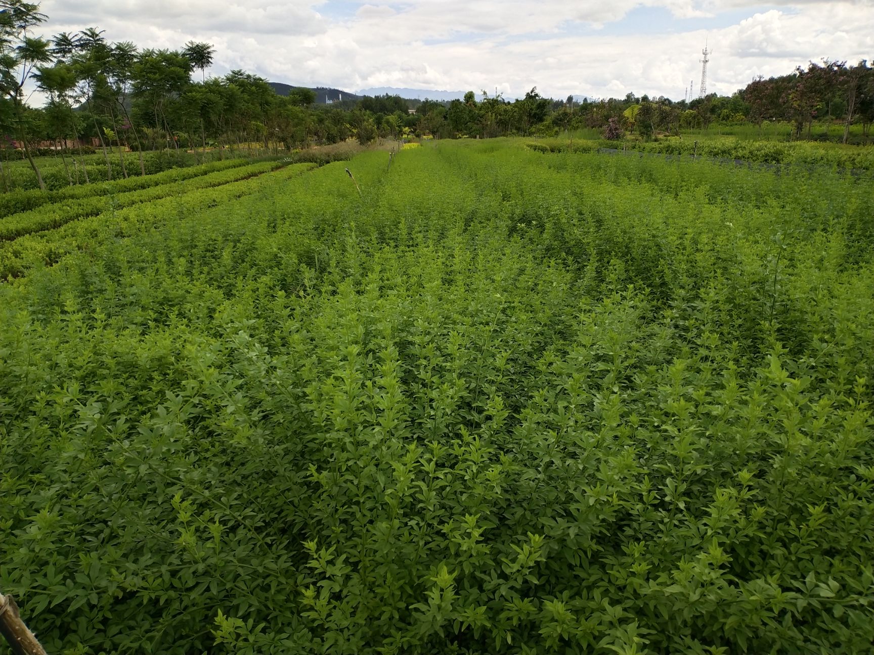 迎春柳(迎春花)