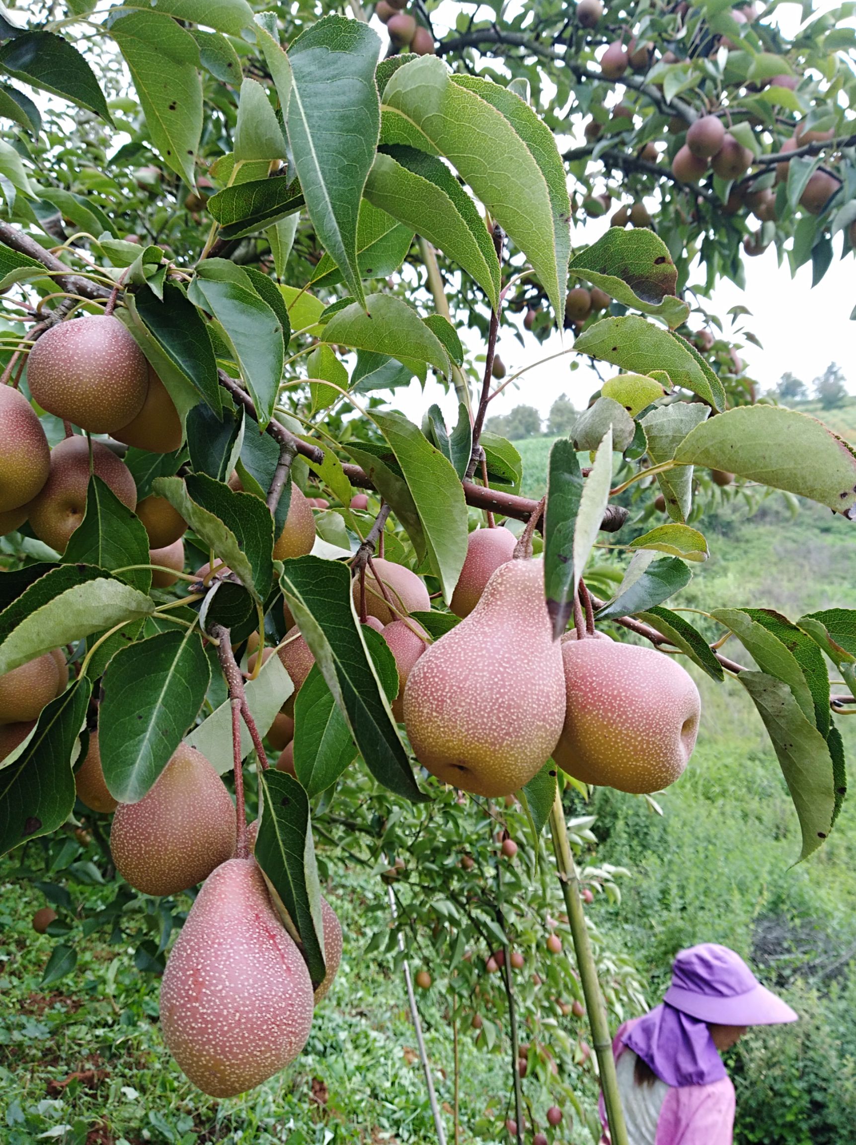 云南开远西山纯天然无公害葫芦梨