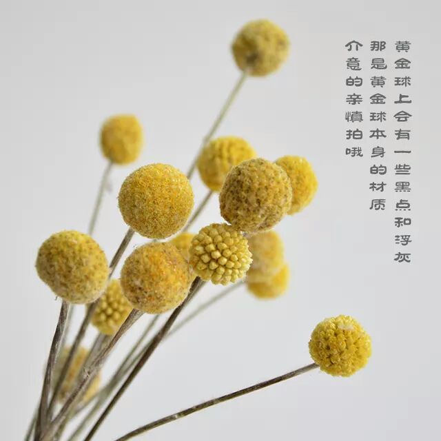 金莲花干花 【黄金球的花语】永远的幸福