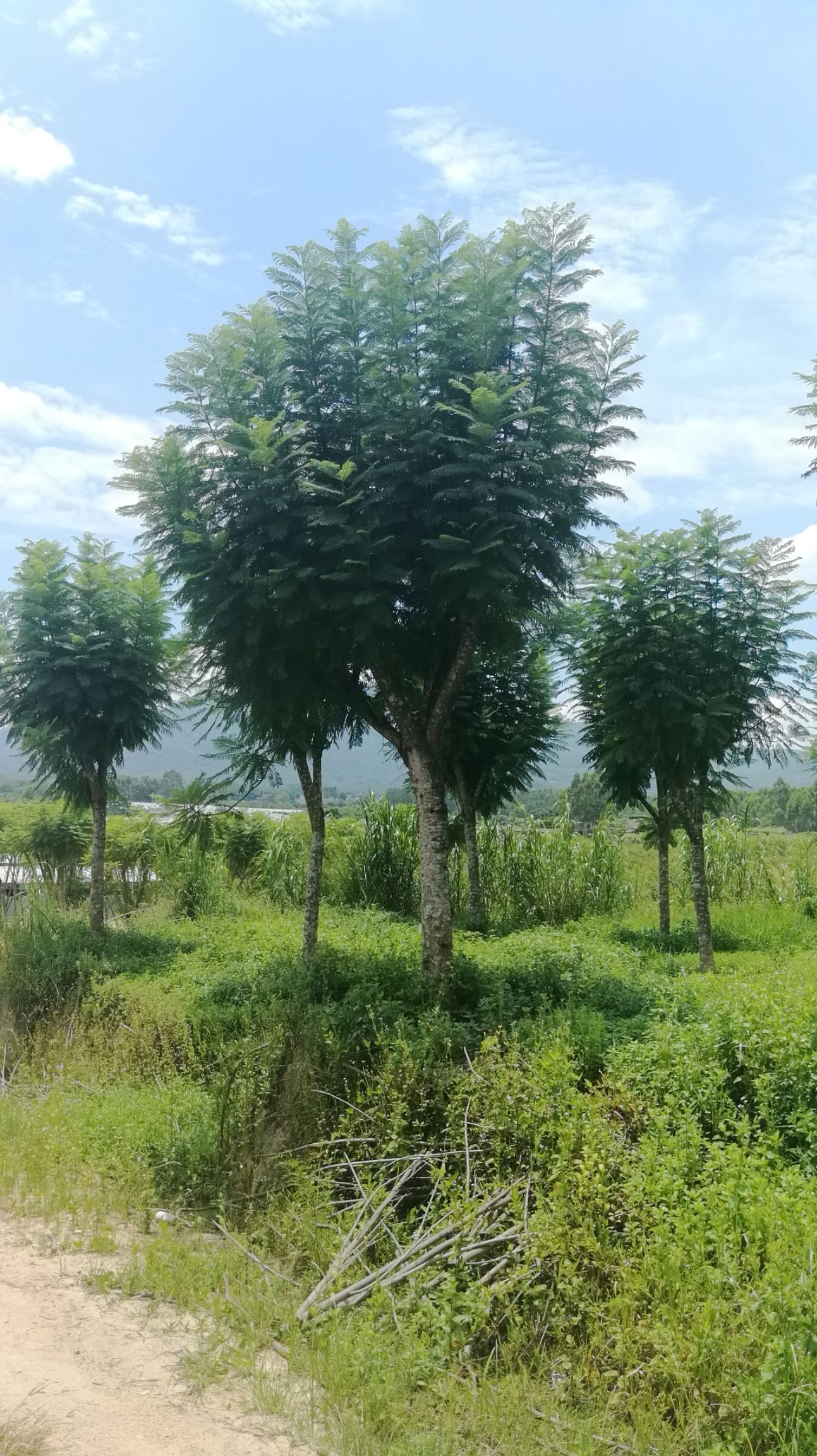 普通蓝花楹 蓝花楹树苗红花楹树苗珍稀名贵苗木蓝雾树凤凰木庭院街道