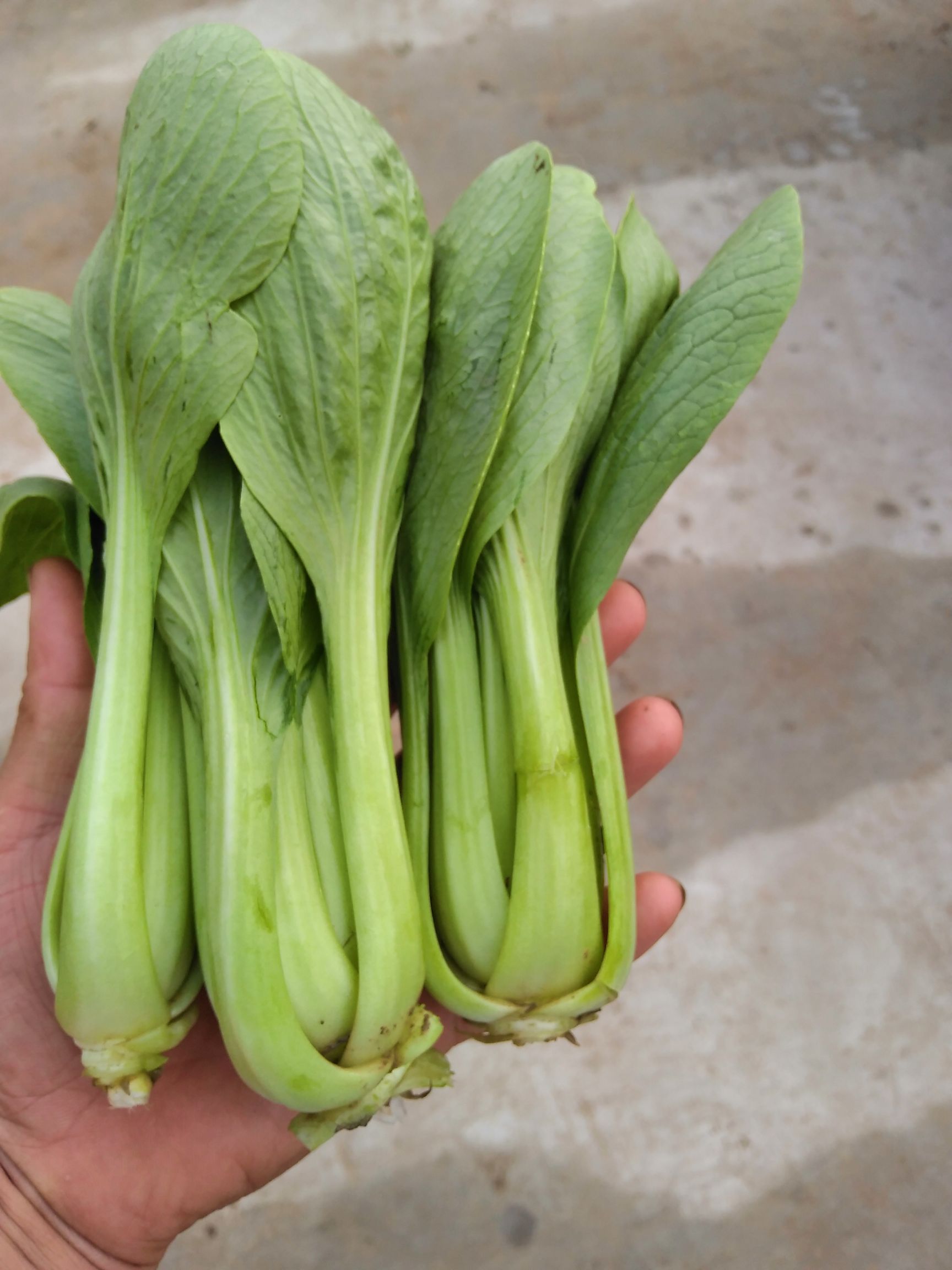 上海青 10~15cm
