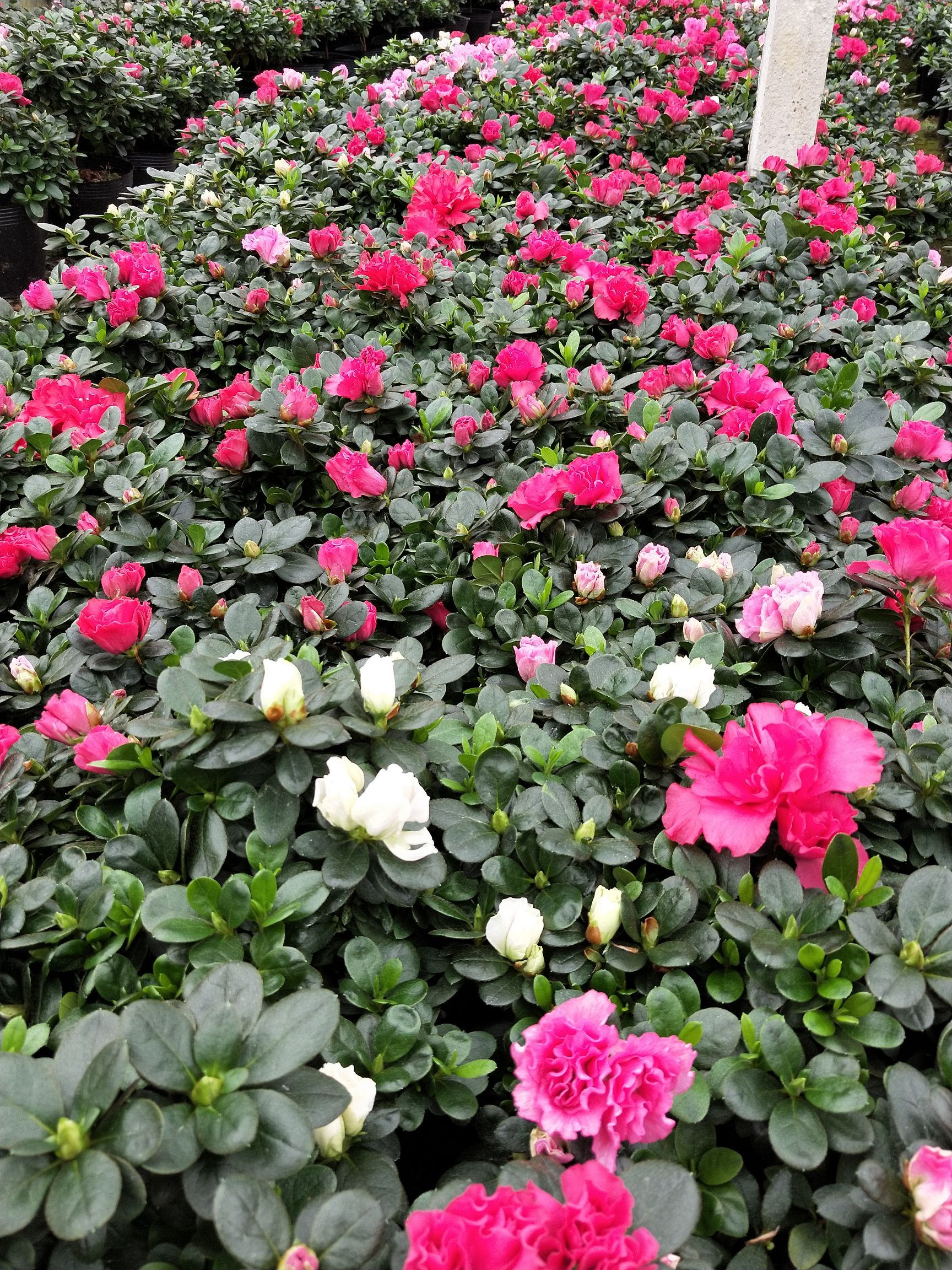西洋杜鹃花盆栽四季开花室内客厅庭院净化空气四季开花带花苞花
