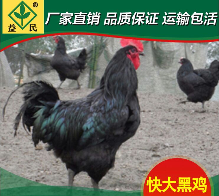 供应快黑肉鸡苗,黑公鸡苗,黑土鸡苗 生长快,成本低.