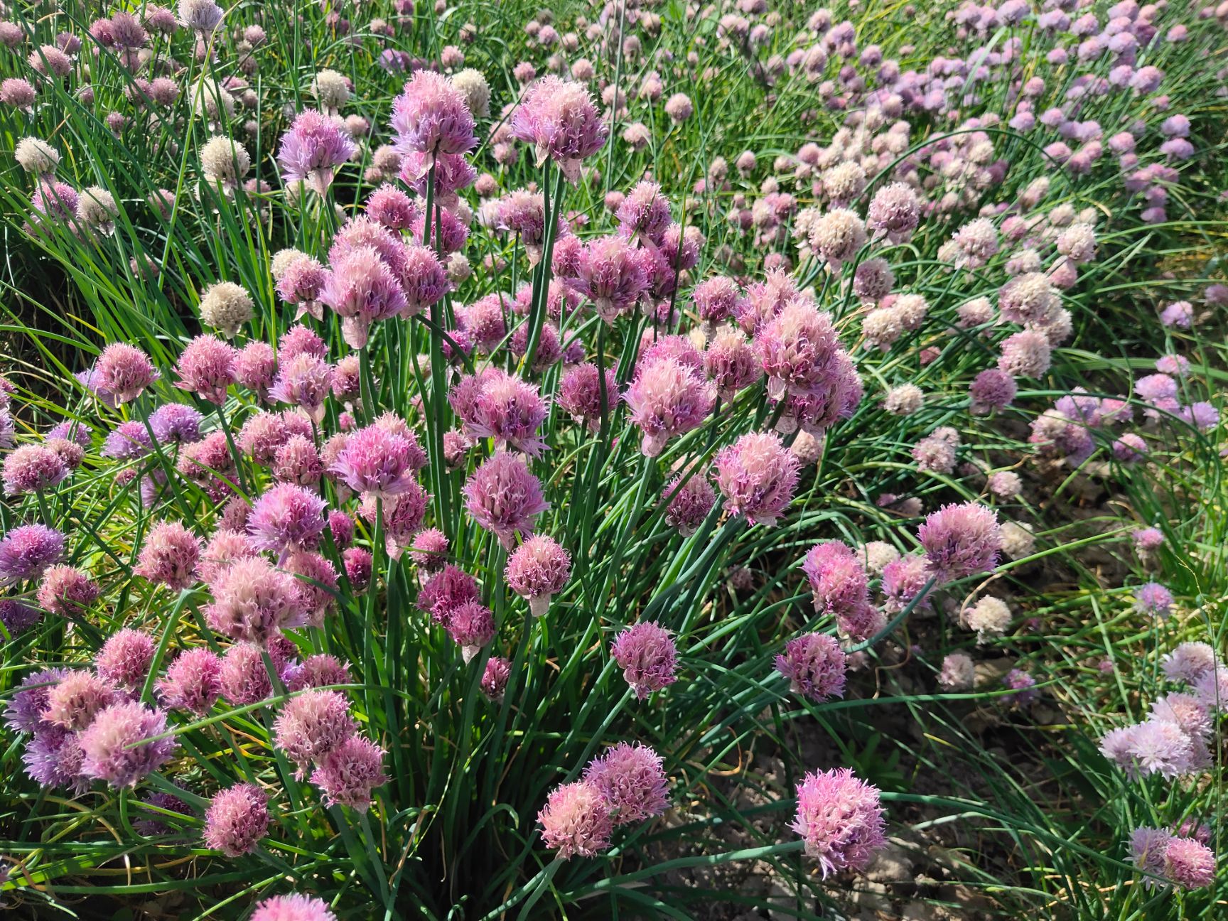 草花 花葱