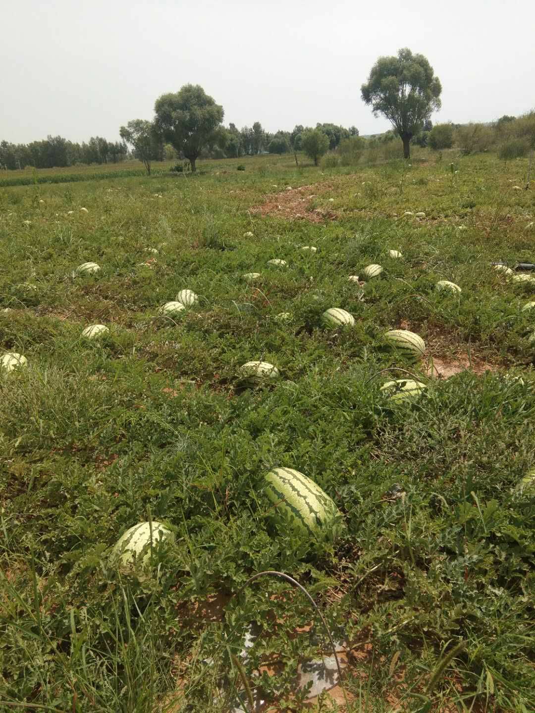 内蒙沙地西瓜