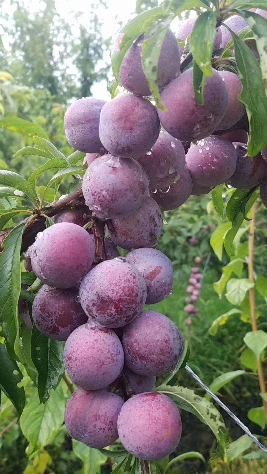 脆红李 翠红李