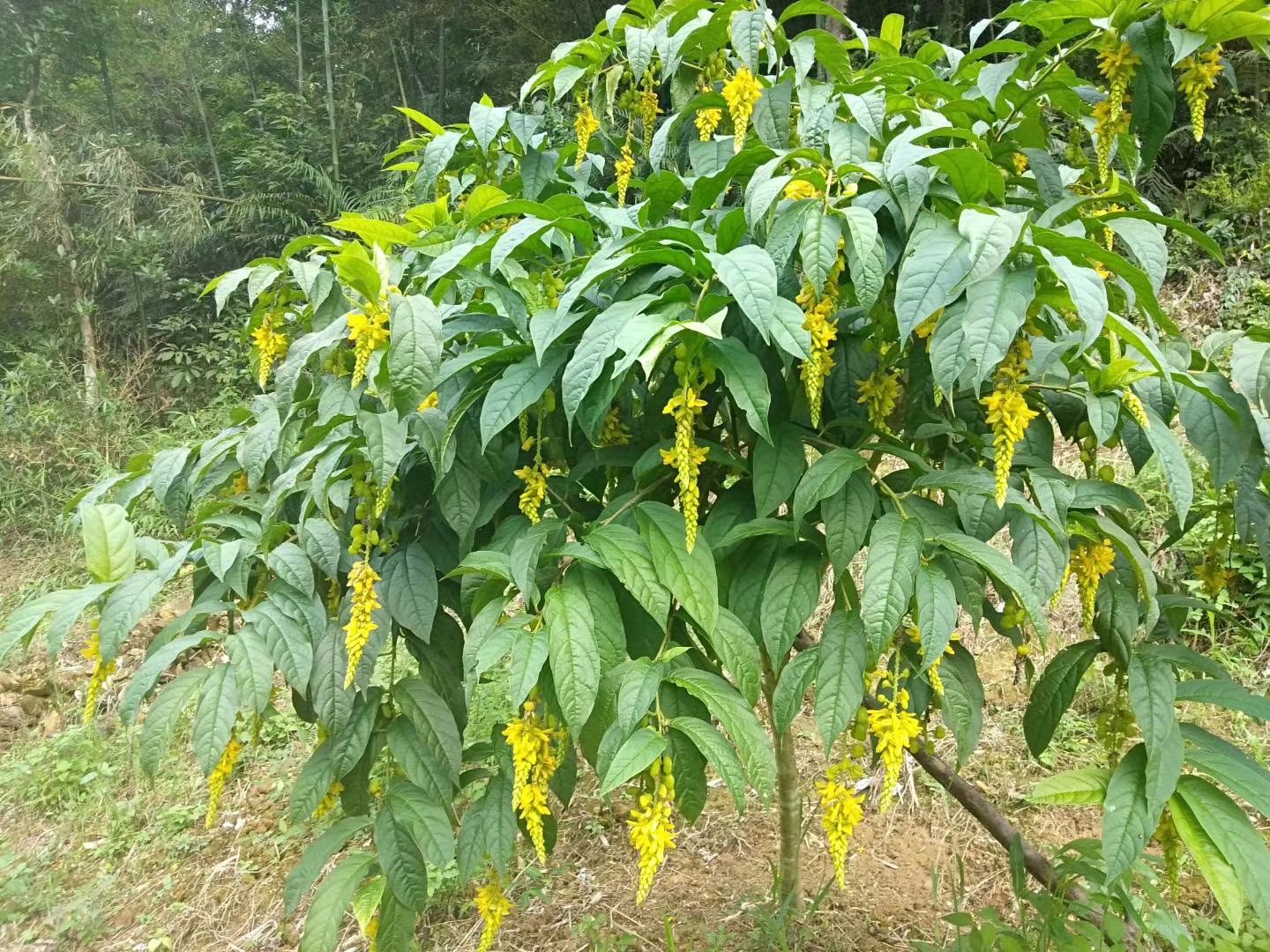 黄花倒水莲供应肉桂皮黄花倒水连根须白花牛奶根须笋干