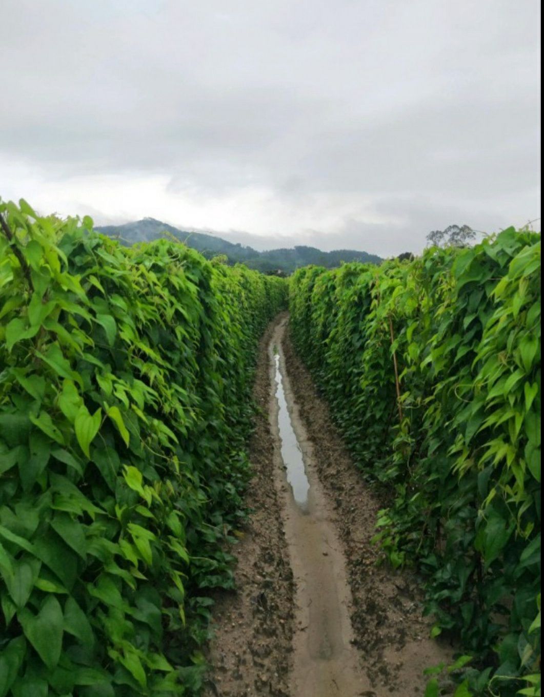 江西农家紫山药,脚板薯 蔬菜淮山山药5斤装 包邮
