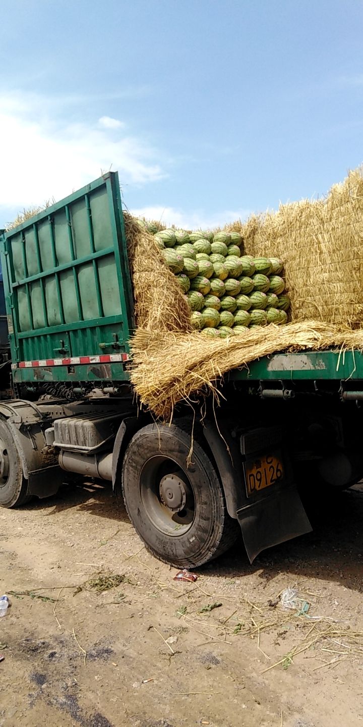 陕西西瓜批发采购_陕西西瓜供应_陕西西瓜价