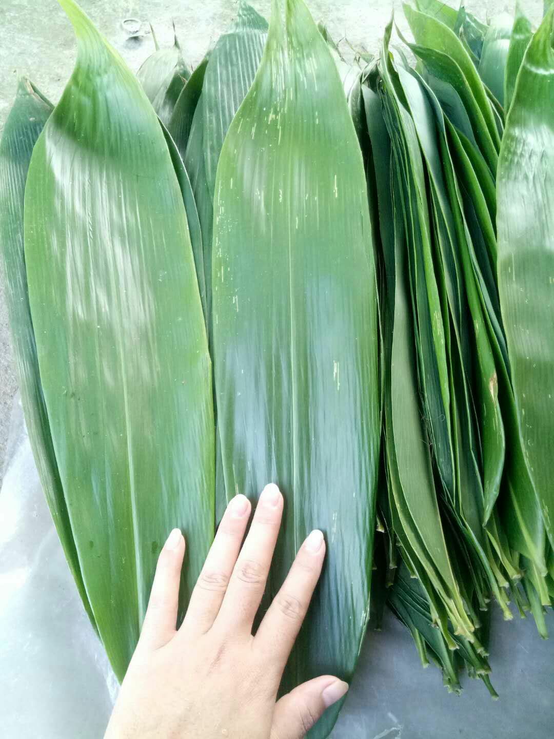 粽叶 广西生新鲜棕子叶 .天然无加工