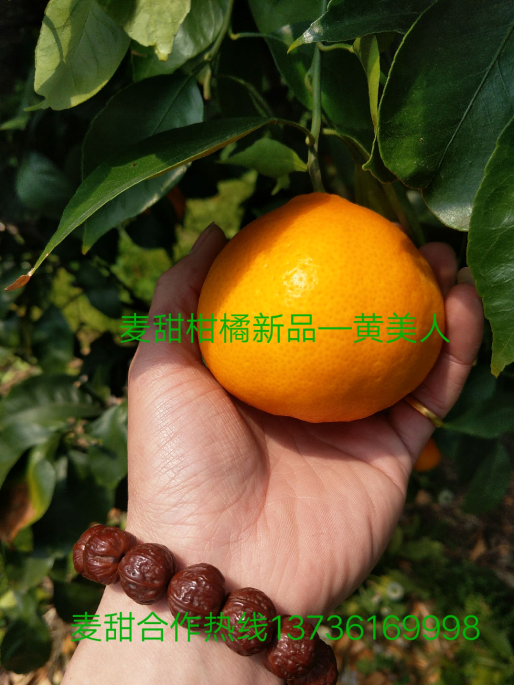 浙江省宁波市象山县黄美人柑橘枝条 黄美人晚熟新贵,未来晚熟引领品种
