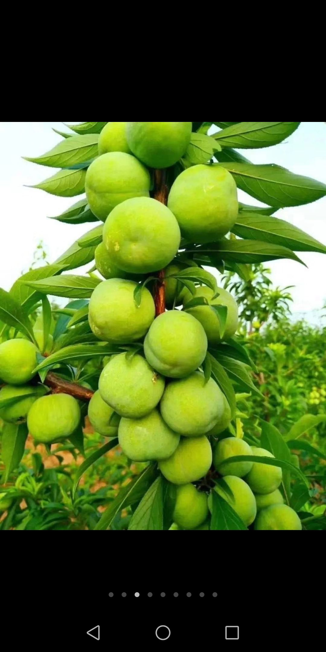 茂县青脆李