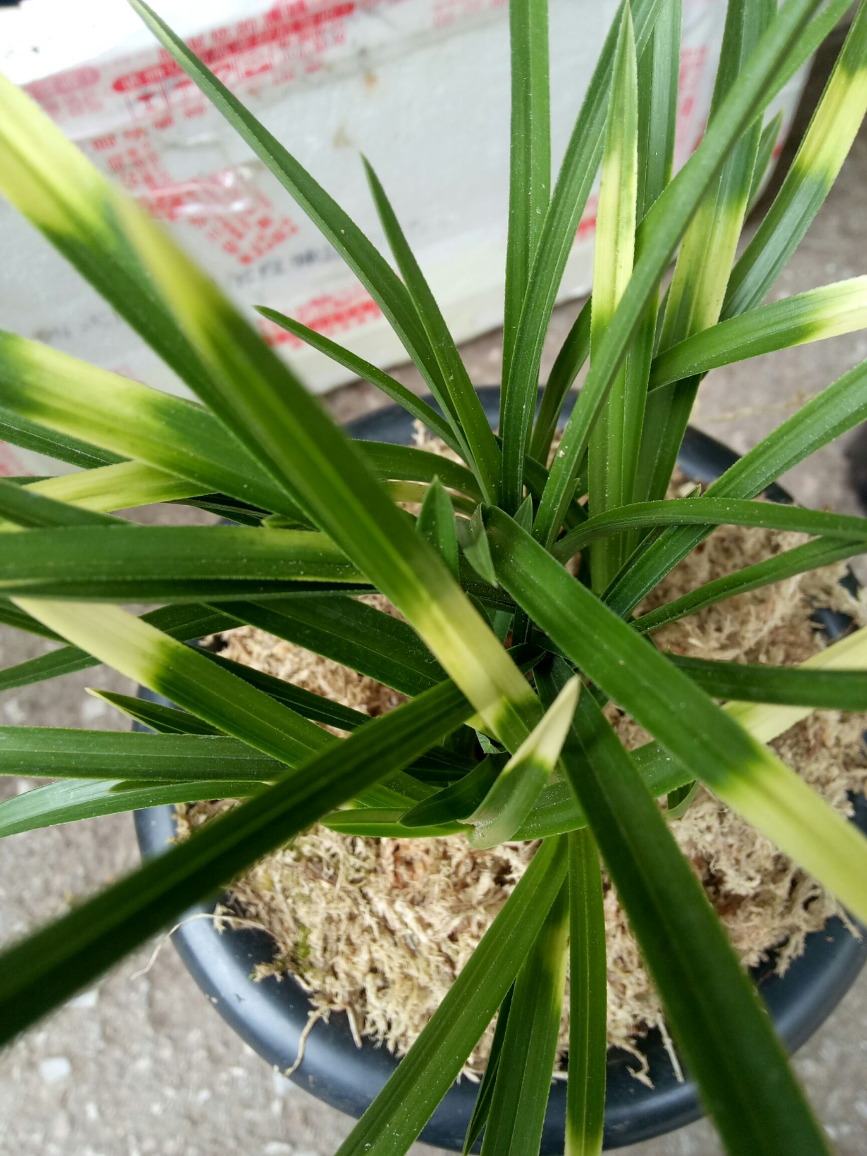 艺草