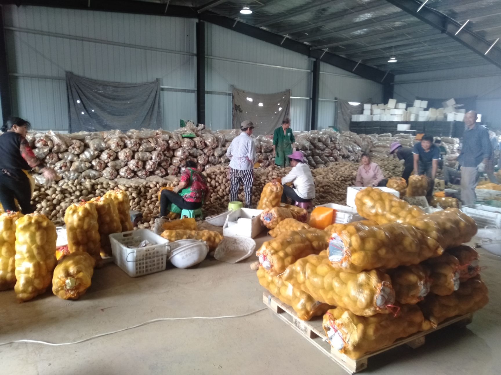 [荷兰15号土豆批发]荷兰15号土豆 2两起步码面货价格1.