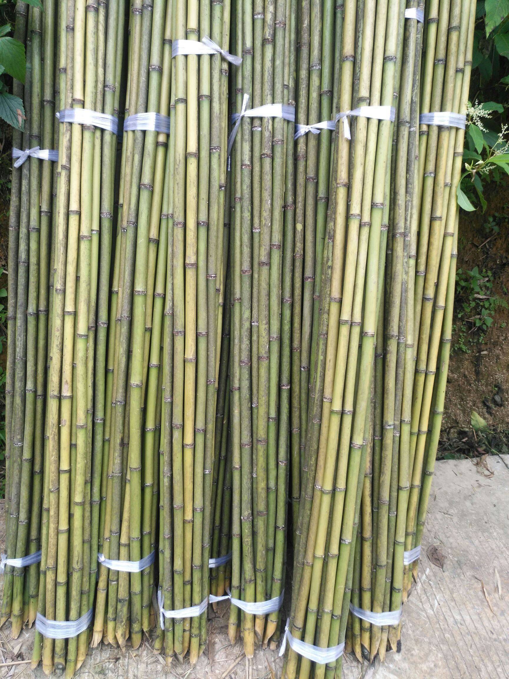 大量出售竹子,2米到9米,做豆架,番茄架,茄子架.做大棚都行