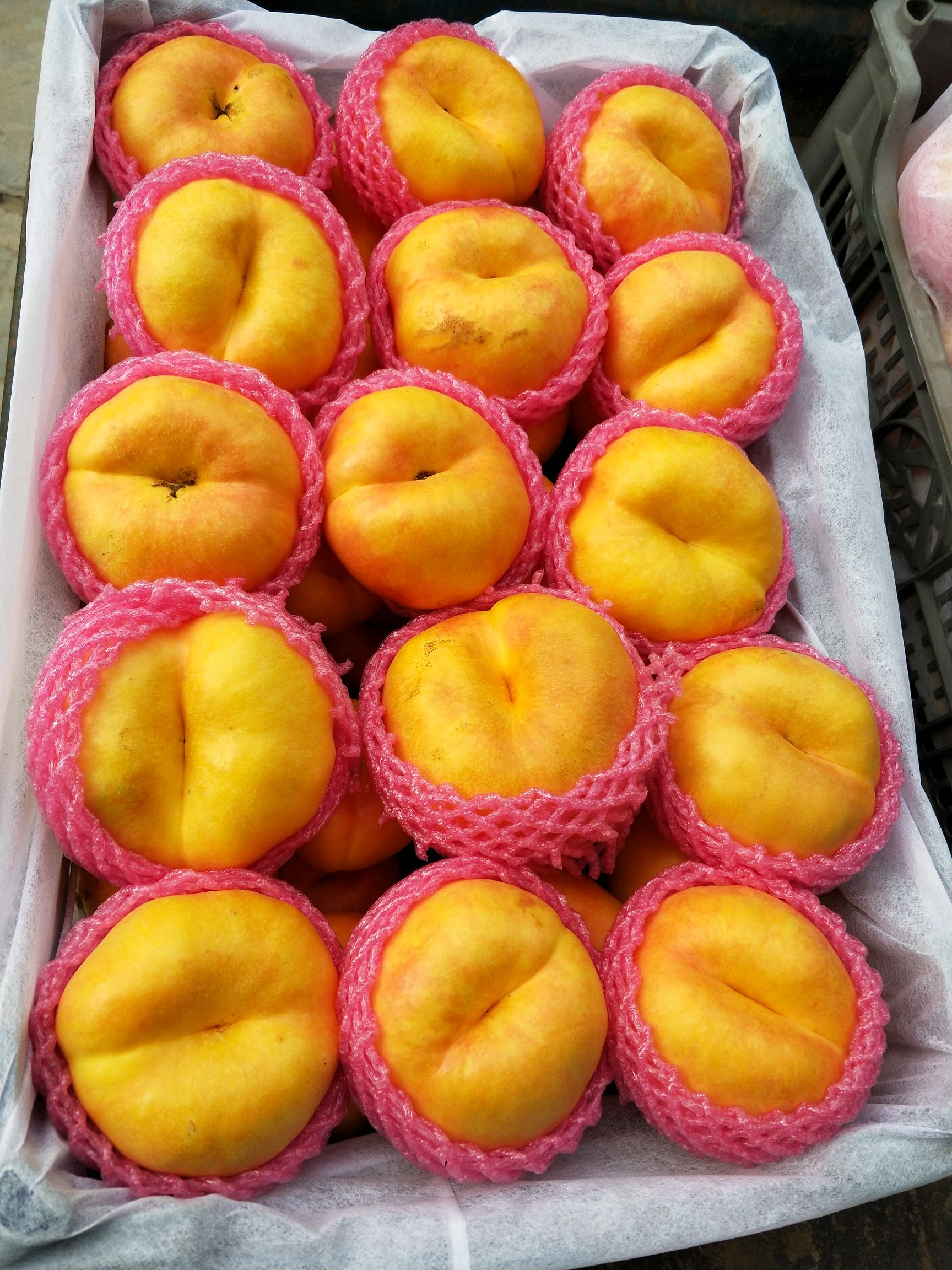 黄金油蟠桃苗 7-7黄肉油蟠桃(中油蟠九)