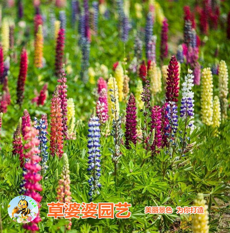 鲁冰花种子羽扇豆种子新种子包邮
