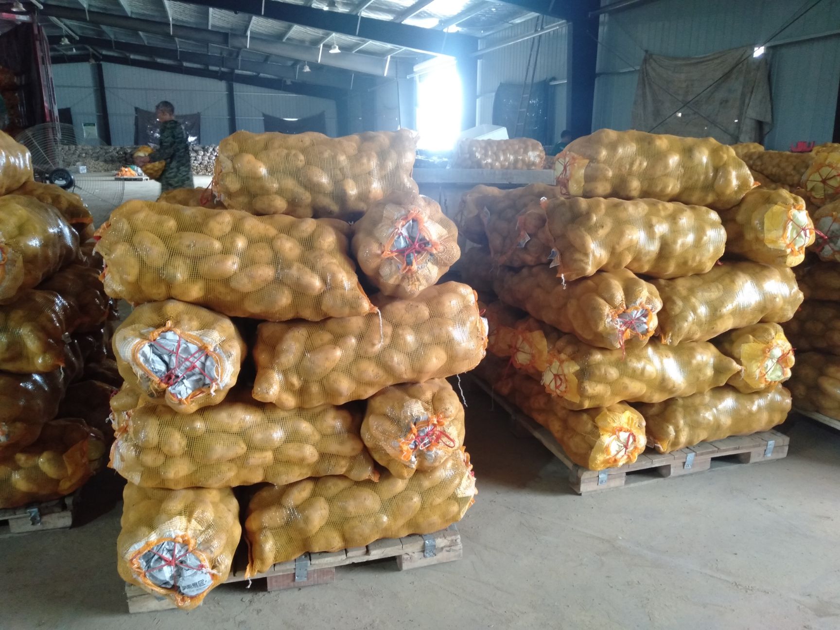 [荷兰15号土豆批发]荷兰15号土豆 2两起步码面货价格1.