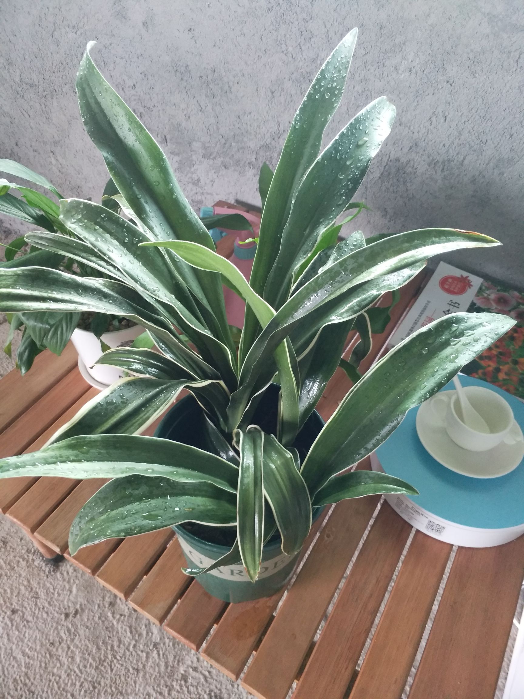 品种名:彩叶万年青 是否带盆:带盆          金边万年青适合