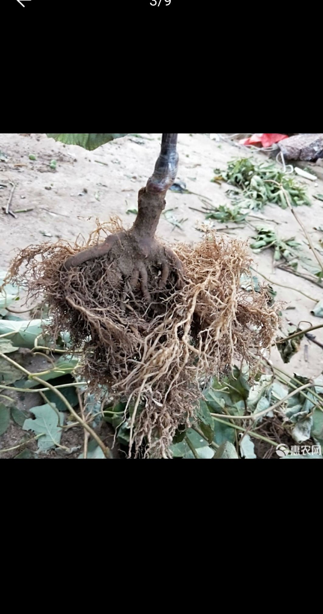 果树苗 软枣猕猴桃苗 水果树苗盆栽