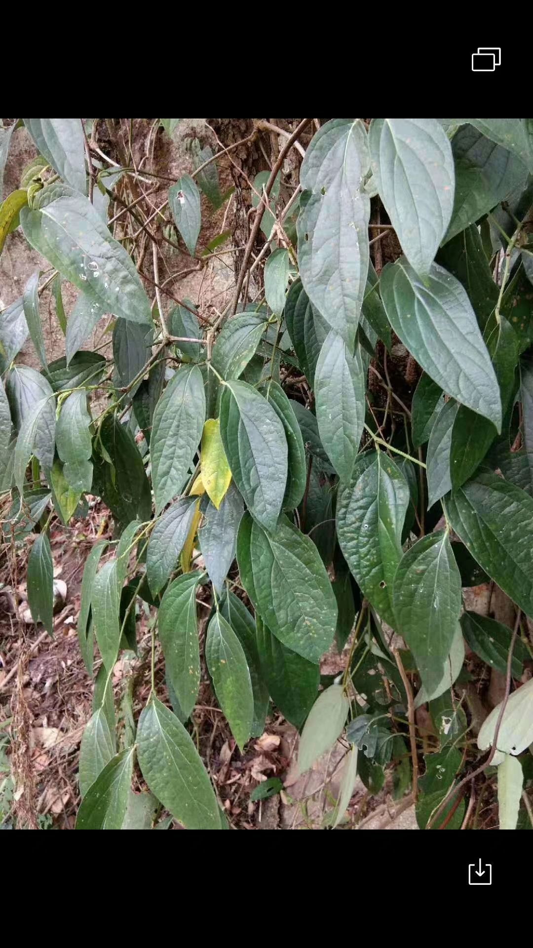 络石藤 量大从优,欢迎订货,长期供货