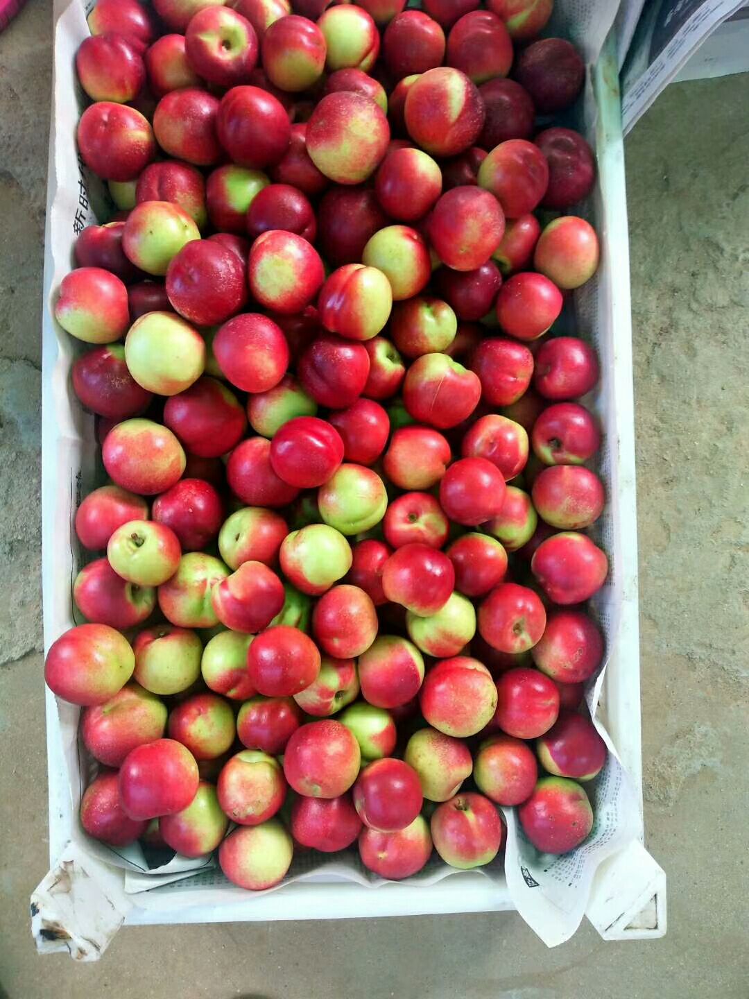 珍珠枣油桃