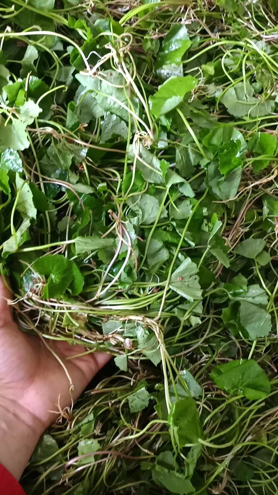 积雪草*生 中草药材雷公根新鲜干货崩大碗马蹄草灯新鲜 干货