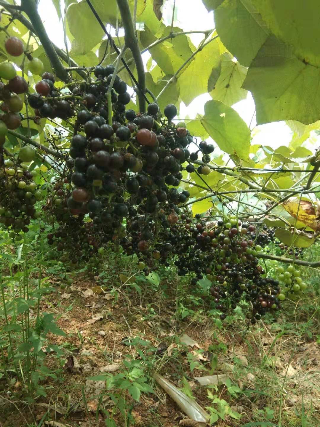 深山生山葡萄70亩要的联系