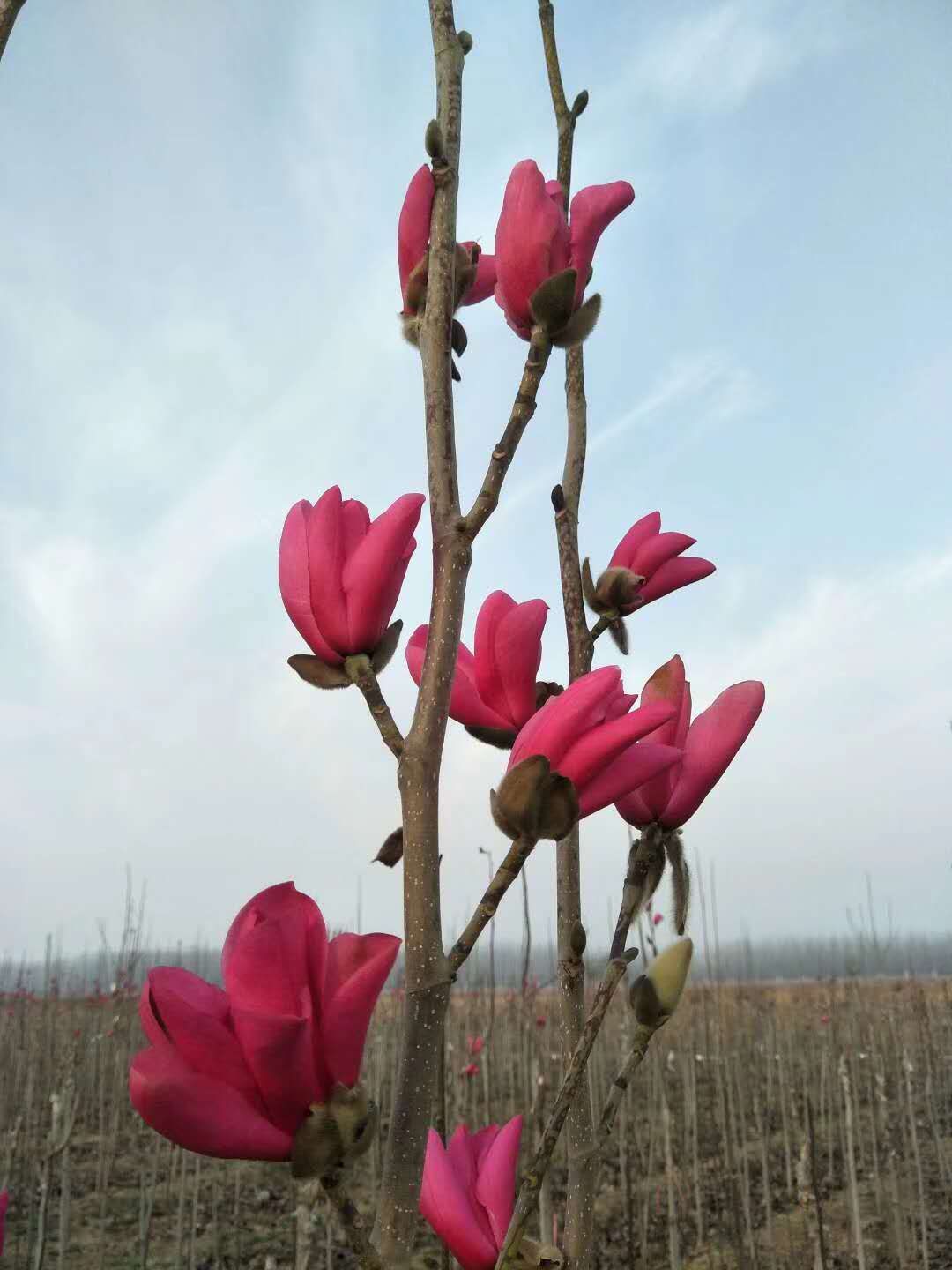 [娇红一号红花玉兰批发] 娇红一号玉兰 红玉兰 玉兰花