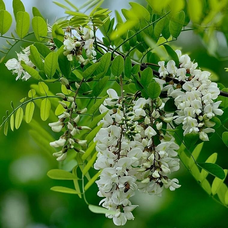 [槐花批发 新鲜洋槐花杨槐花骨朵野槐花新鲜野菜蔬菜