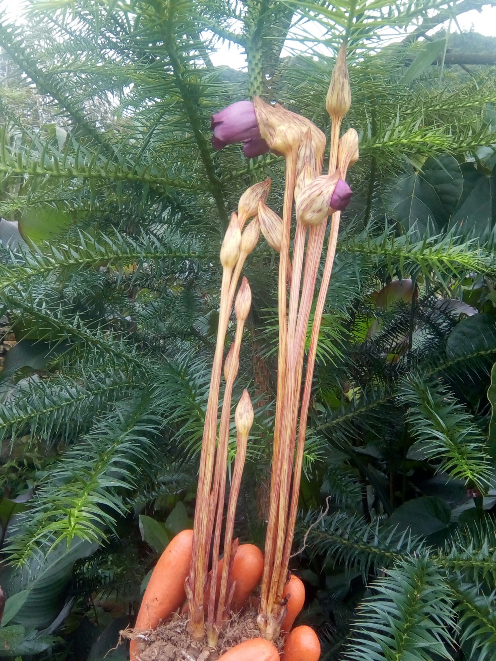 中药材回春草 有大量*生*菰,有需要的老板或药店可以联系我,物美价廉!