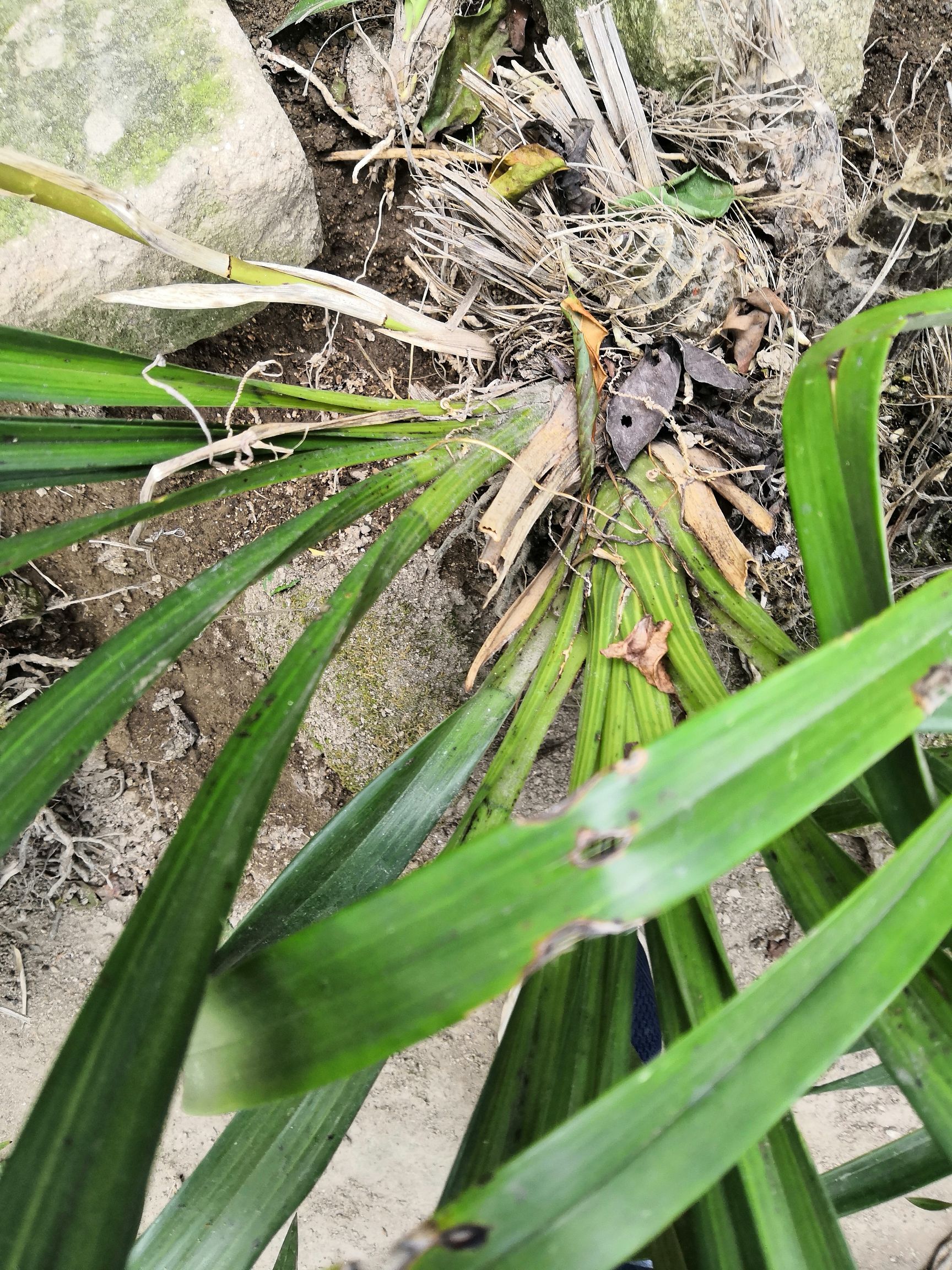 碧玉兰 虎头兰普兰山货.虎头普兰.