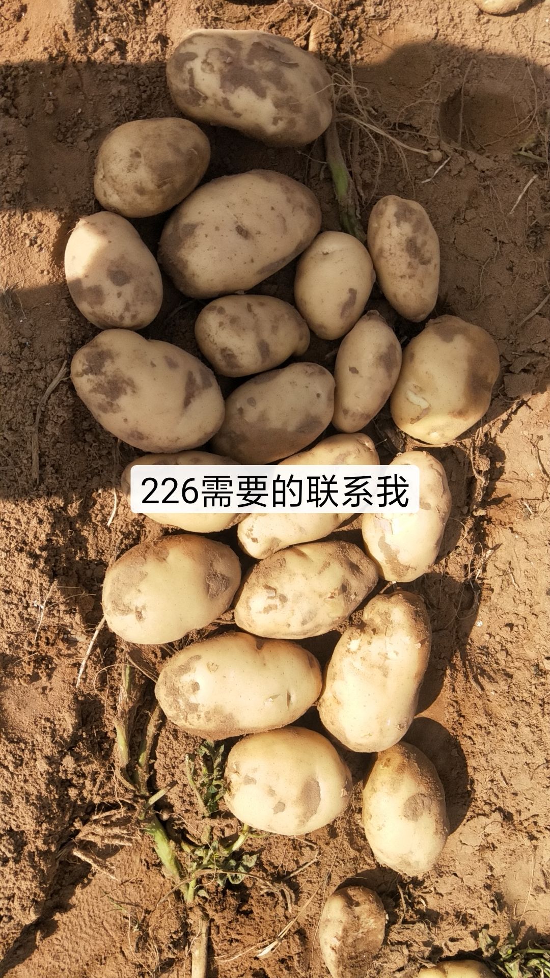 商品属性 品种名:226土豆 品种名:226土豆 单颗重:3两以上 青头有无