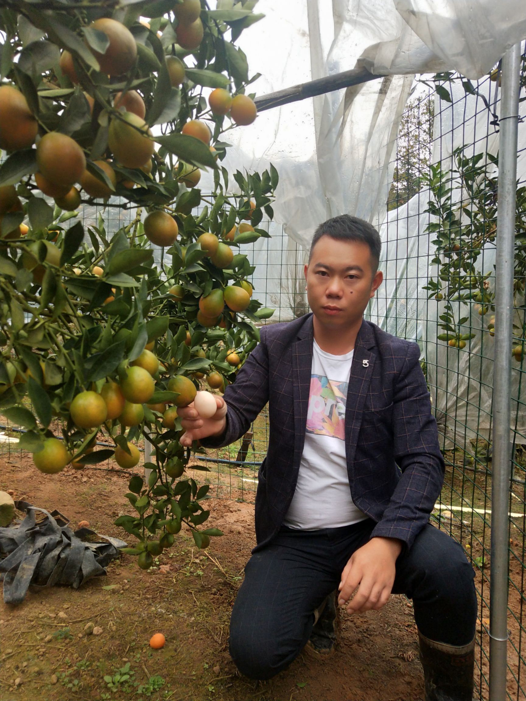 脆蜜金柑金桔苗