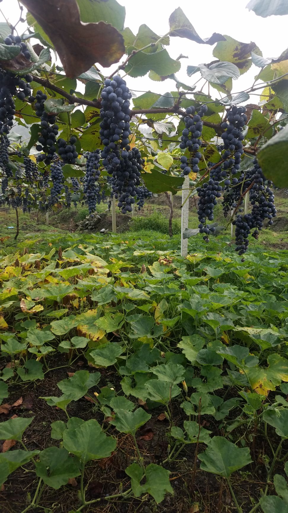 贵州高山刺葡萄品种至湖南引进的湘珍珠葡萄