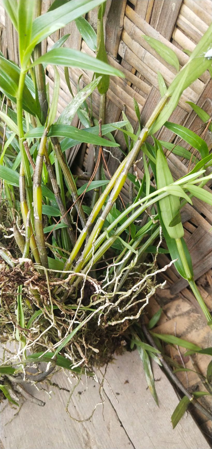 麦黄草 