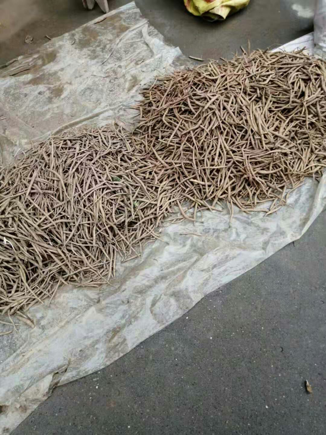 沙参苗 
