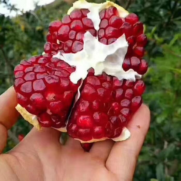 [突尼斯软籽石榴批发]突尼斯软籽石榴 产地直销