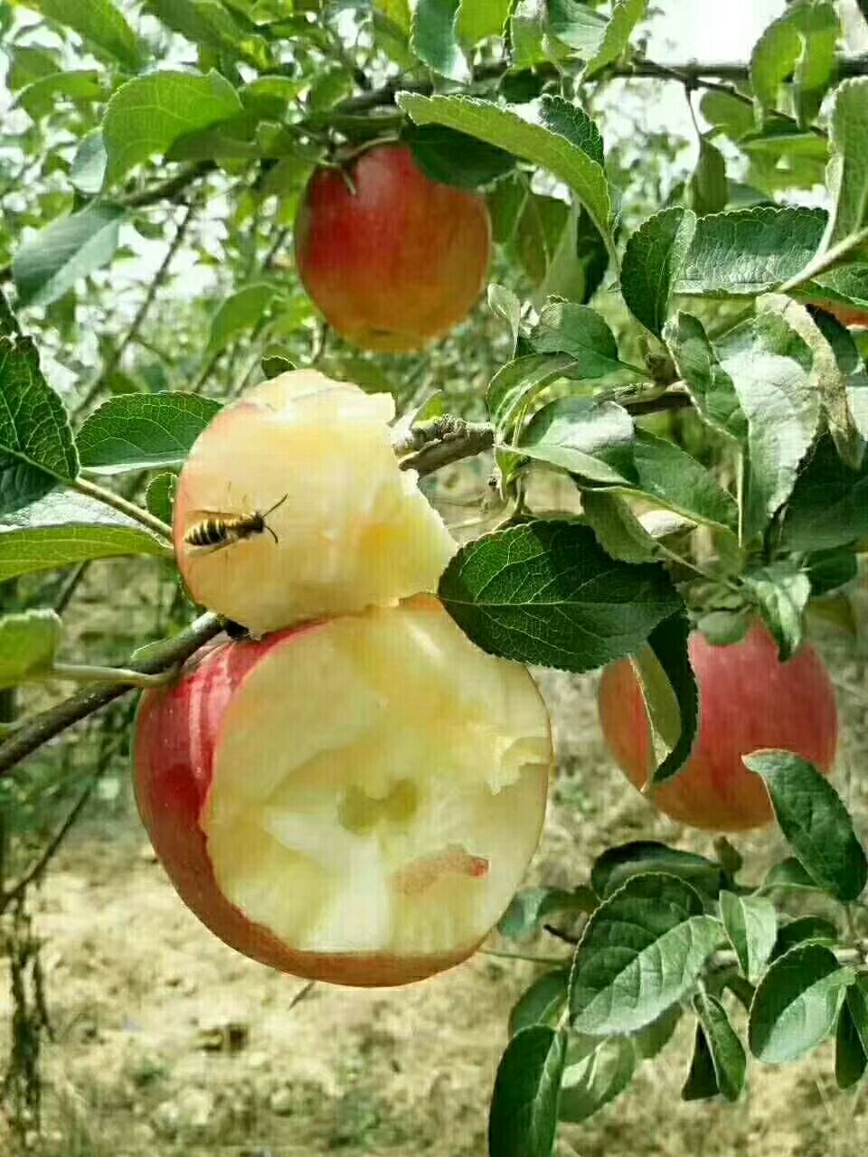 红露苹果