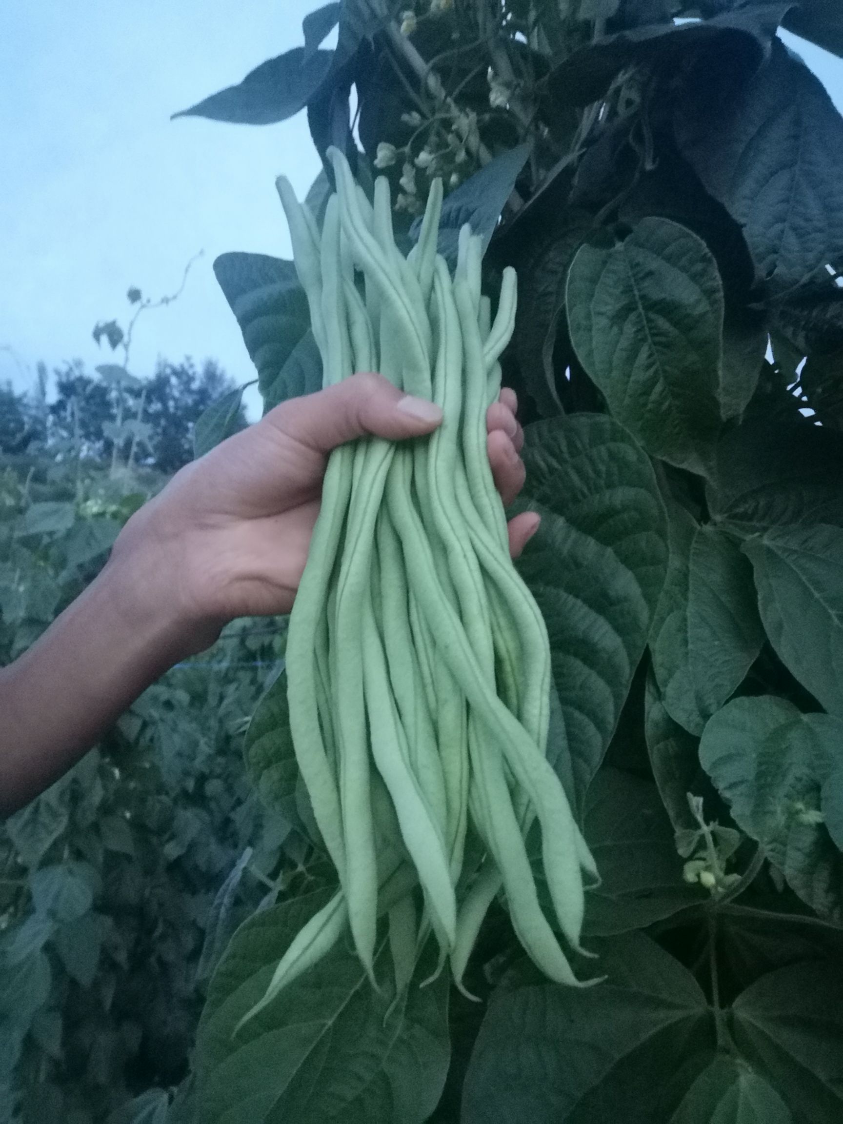 架豆王豆角 甘肃高原夏菜架豆王